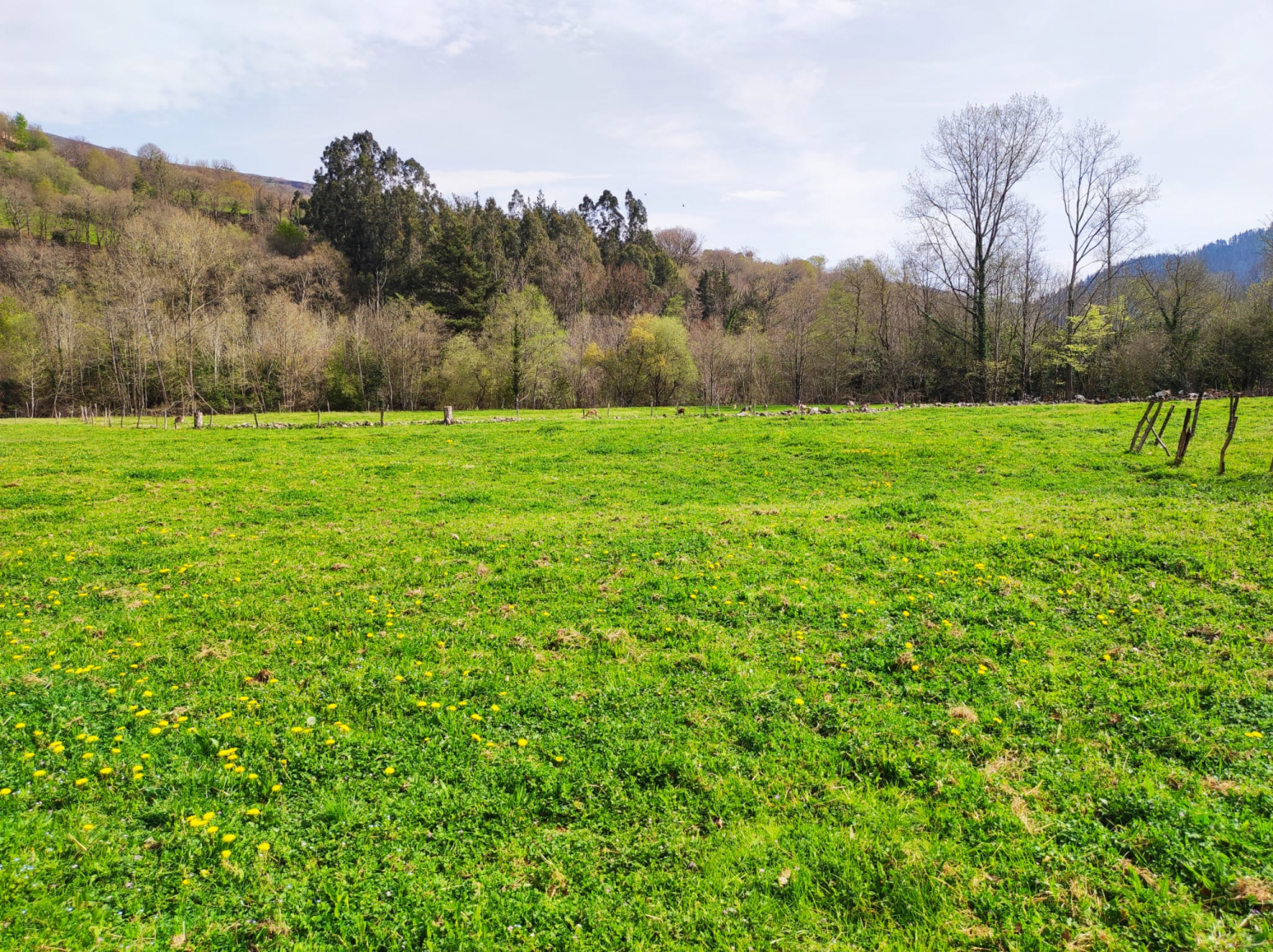 Altamira21 - Agencia Inmobiliaria
