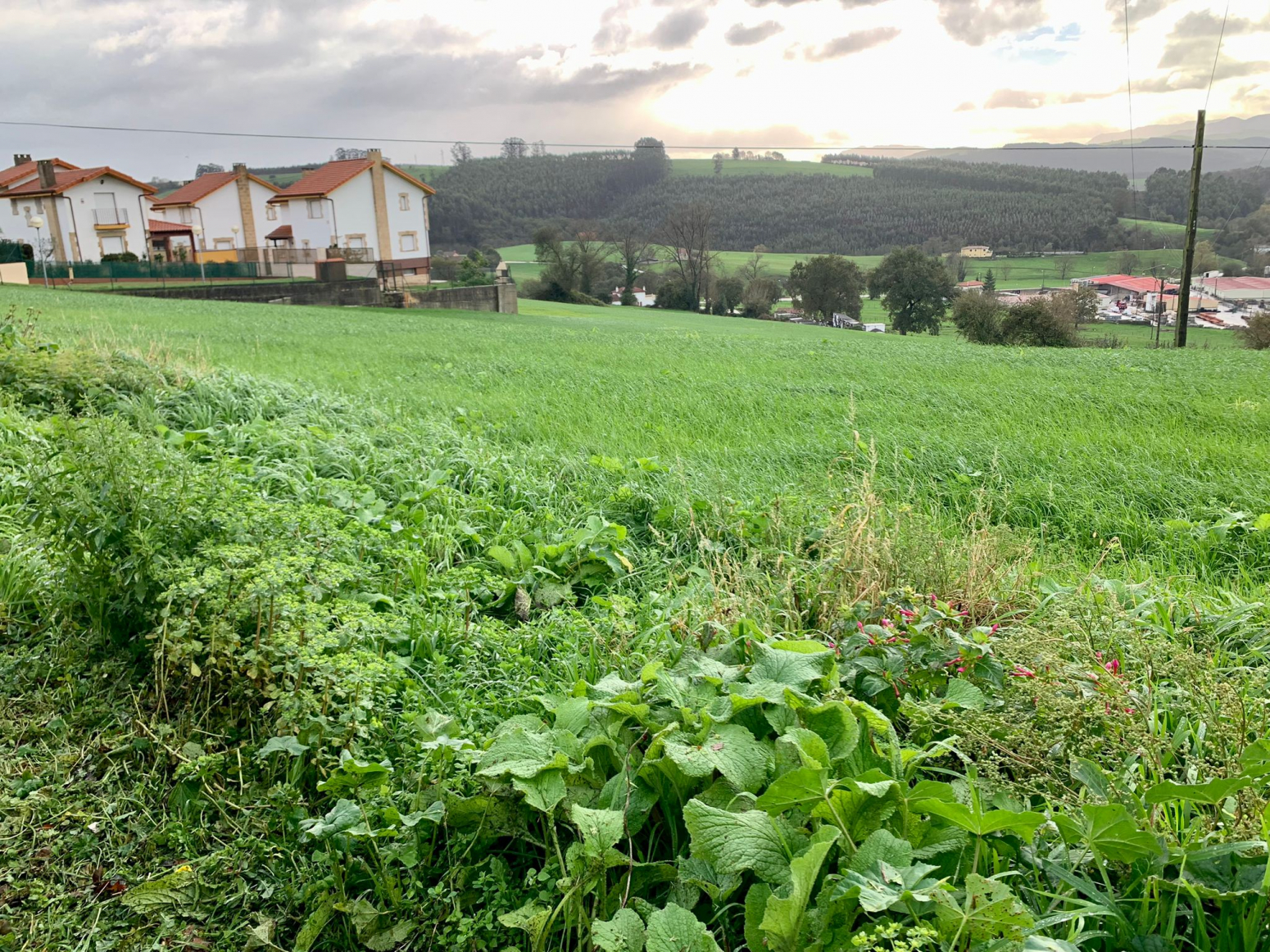 Fincas y solares-Venta-Meruelo-776775-Foto-4